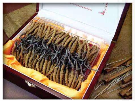 青湖路街道冬虫夏草回收